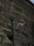 SX28451 Kestrel (Falco tinnunculus) flying past turret.jpg